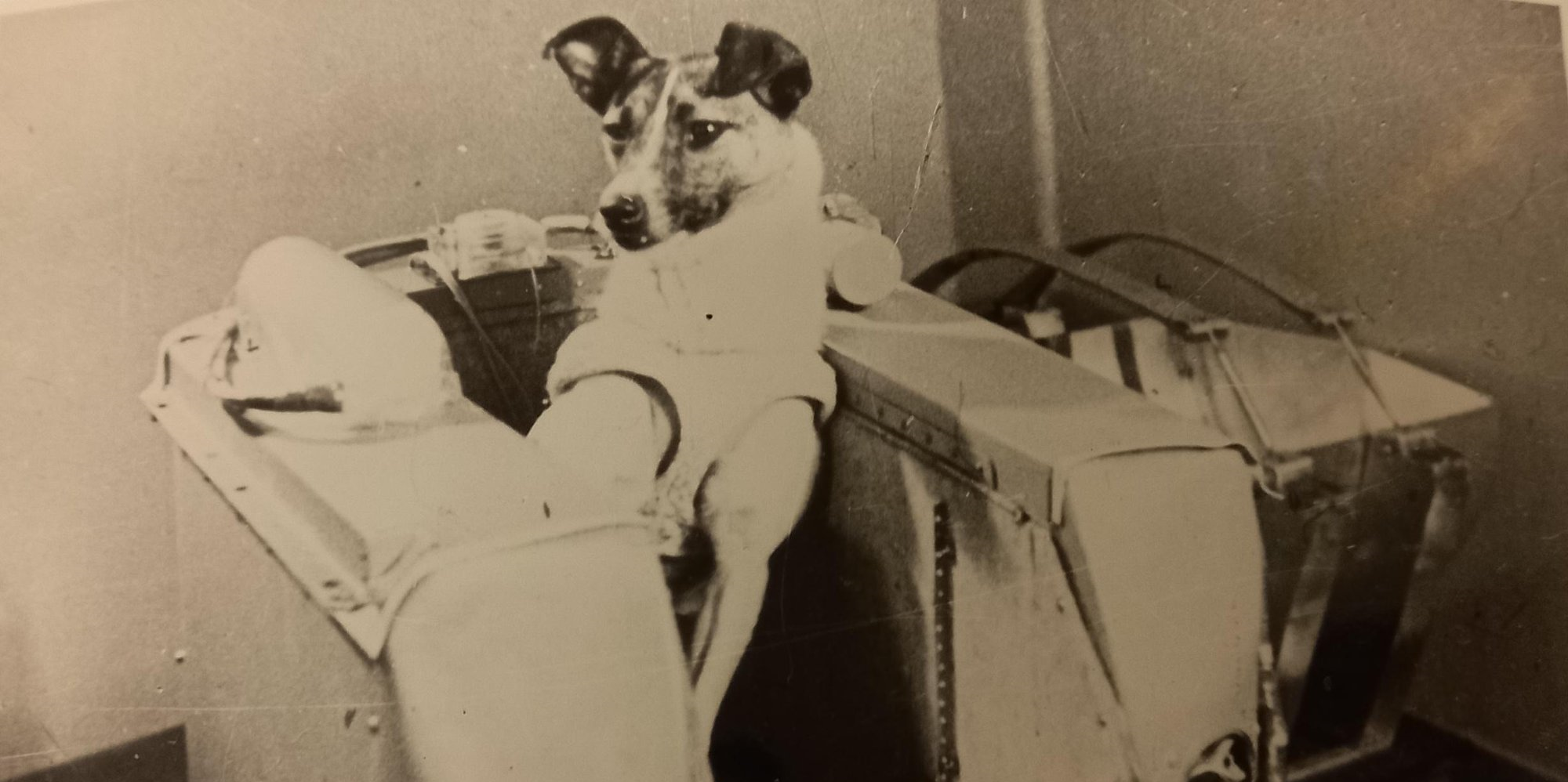 The Dog They Never Planned to Bring Home